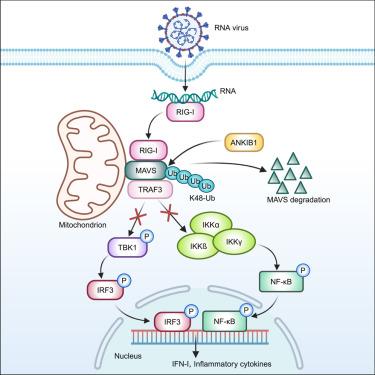 E3 ubiquitin ligase ANKIB1 attenuates antiviral immune responses by promoting K48-linked polyubiquitination of MAVS.