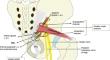 Cadaveric Insights into Pudendal Nerve Variations for Sacrospinous Ligament Fixation: A Case Series