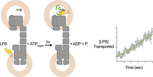 Determination of Initial Rates of Lipopolysaccharide Transport