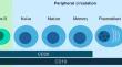 B-cell Depletion Therapy in Pediatric Neuroinflammatory Disease