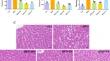 Seabuckthorn polysaccharides mitigate hepatic steatosis by modulating the Nrf-2/HO-1 pathway and gut microbiota