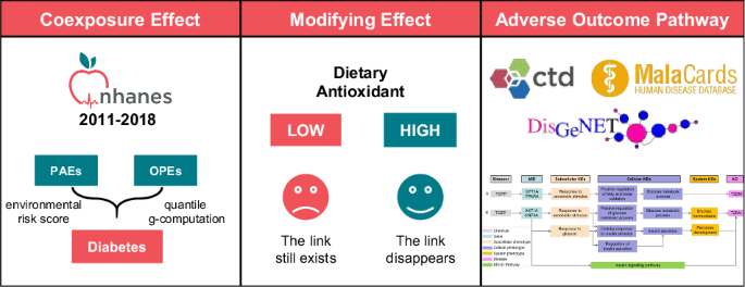 Potential mechanisms and modifications of dietary antioxidants on the associations between co-exposure to plastic additives and diabetes.