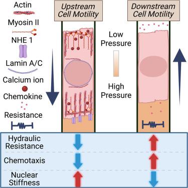 Confinement controls the directional cell responses to fluid forces.