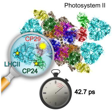 Inter-protein energy transfer dynamics in the PSII antenna