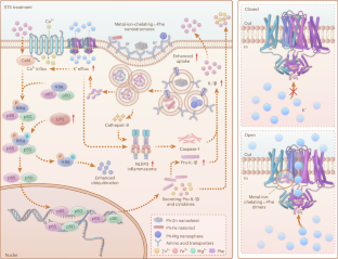 Metal-ion-chelating phenylalanine nanostructures reverse immune dysfunction and sensitize breast tumour to immune checkpoint blockade.