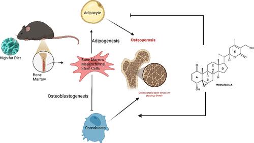 Withaferin A Ameliorated the Bone Marrow Fat Content in Obese Male Mice by Favoring Osteogenesis in Bone Marrow Mesenchymal Stem Cells and Preserving the Bone Mineral Density