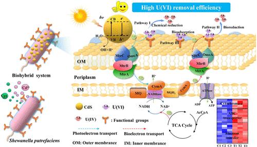 Photo-Assisted Enhancement of Uranium Mine Wastewater Purification by a Self-Assembled Shewanella putrefaciens-CdS Biohybrid System