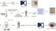 Novel Z-Scheme g-C3N4/TiO2/NiCo2O4 Heterojunctions for Efficient Photocatalytic Degradation of Rhodamine B under Visible Light Irradiation