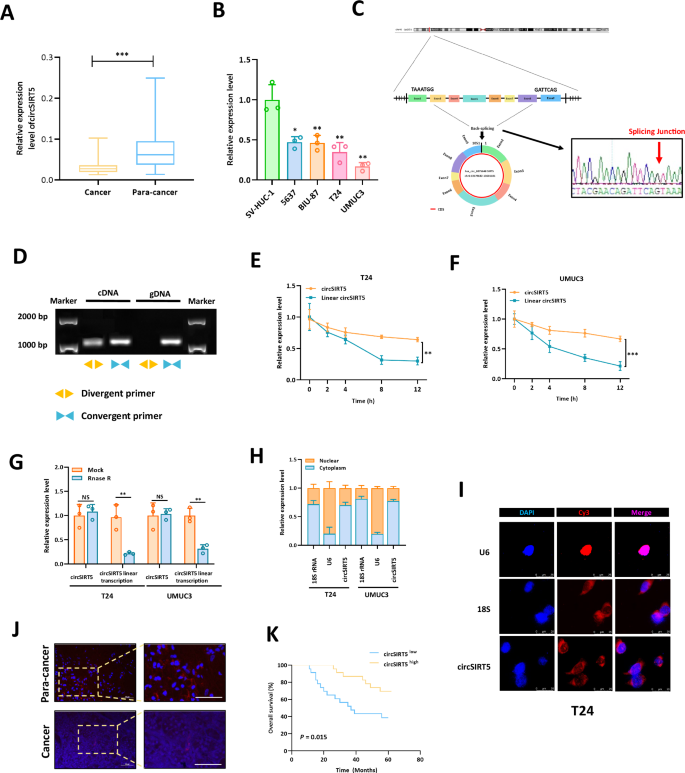 cirSIRT5 induces ferroptosis in bladder cancer by forming a ternary complex with SYVN1/PHGDH.