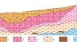 Genetic Classification of Bauxites of Futa Jallon-Mandingo Province (West Africa) by Textural and Structural Features