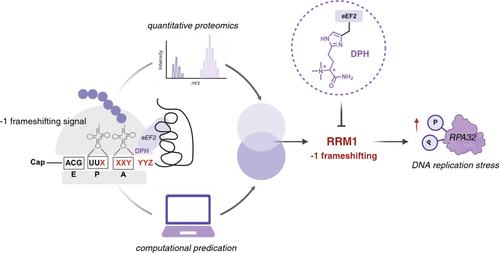 Loss of Diphthamide Increases DNA Replication Stress in Mammalian Cells by Modulating the Translation of RRM1