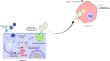 Dual Role of Extracellular Vesicles as Orchestrators of Emerging and Reemerging Virus Infections.