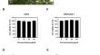 Anti-inflammatory Effect of Symplocos prunifolia Extract in an In Vitro Model of Acute Pneumonia