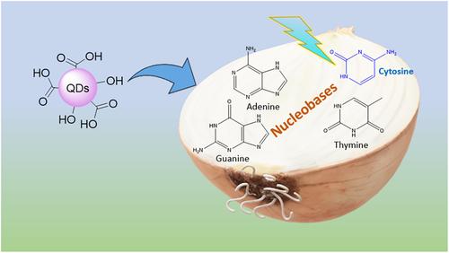 Iron oxide quantum dots-based fluorescence probe for rapid and selective cytosine sensing