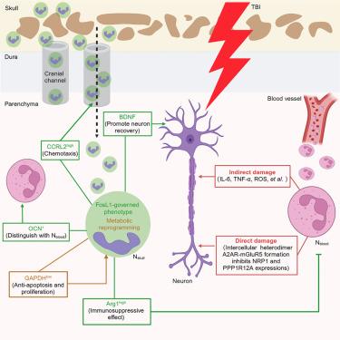 Osteocalcin-expressing neutrophils from skull bone marrow exert immunosuppressive and neuroprotective effects after TBI.