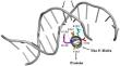 Unexpected Requirement of Small Amino Acids at Position 183 for DNA Binding in the Escherichia coli cAMP Receptor Protein.