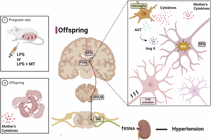 Maternal exposure to LPS results in overactivation of renal sympathetic nerve activity and hypertension in offspring rats.