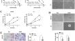 POU5F1B is responsible for the acquired resistance to dabrafenib in papillary thyroid cancer cells with the BRAF V600E mutation.