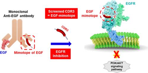 Epidermal Growth Factor Receptor (EGFR) Inhibitors Screened from Autodisplayed Fv-Antibody Library.