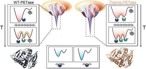 Unraveling the Interplay between Stability and Flexibility in the Design of Polyethylene Terephthalate (PET) Hydrolases