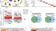 Endothelial cell heterogeneity in colorectal cancer: tip cells drive angiogenesis.