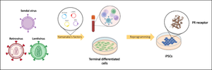 Progesterone receptor is constitutively expressed in induced Pluripotent Stem Cells (iPSCs).