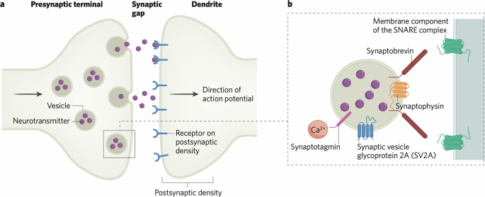 Synaptic changes in psychiatric and neurological disorders: state-of-the art of in vivo imaging.