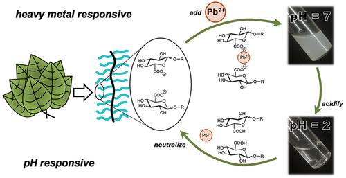 Bioinspired, Carbohydrate-Containing Polymers Efficiently and Reversibly Sequester Heavy Metals