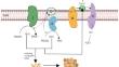 How mitochondrial dynamics imbalance affects the progression of breast cancer:a mini review.