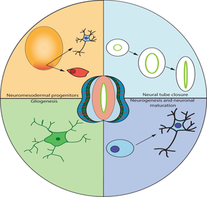 Neural Tube Organoids: A Novel System to Study Developmental Timing.