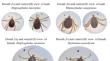 Molecular detection of Coxiella burnetii in ticks infesting wild and domestic animals in the Eastern region of Punjab, Pakistan.