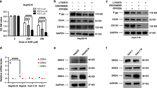 DRD4 promotes chemo-resistance and cancer stem cell-like phenotypes by mediating the activation of the Akt/β-catenin signaling axis in liver cancer