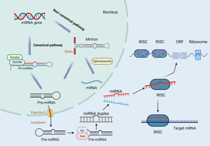 MicroRNAs: pioneering regulators in Alzheimer’s disease pathogenesis, diagnosis, and therapy