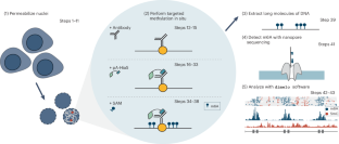 Mapping protein–DNA interactions with DiMeLo-seq