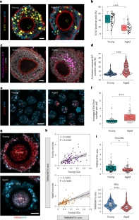 Rejuvenation of aged oocyte through exposure to young follicular microenvironment