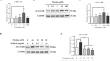 The angiogenic role of the alpha 9-nicotinic acetylcholine receptor in triple-negative breast cancers.