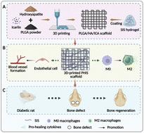 Small intestine submucosa decorated 3D printed scaffold accelerated diabetic bone regeneration by ameliorating the microenvironment†