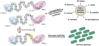 Bibacillin 1: a two-component lantibiotic from Bacillus thuringiensis†