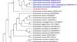 Whole Genome Sequencing of Carbapenem-Resistant Enterobacter hormaechei Isolated from Thiruvananthapuram, Kerala (India)