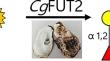 Cloning, expression and characterisation of a novel mollusc α-1,2-Fucosyltransferase from Crassostrea gigas (CgFUT2).