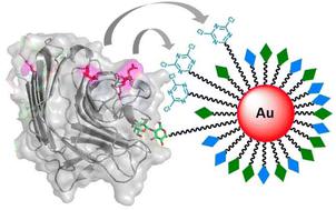 Dichlorotriazine-based multivalent probe for selective affinity labeling of carbohydrate-binding proteins†