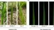 Identification and characterization of microRNAs in virus-resistant and susceptible barley cultivars