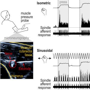 Local muscle pressure stimulates the principal receptors for proprioception.