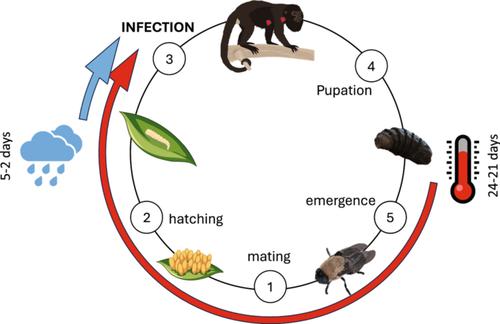 Bot fly parasitism in mantled howler monkeys (Alouatta palliata): General patterns and climate influences