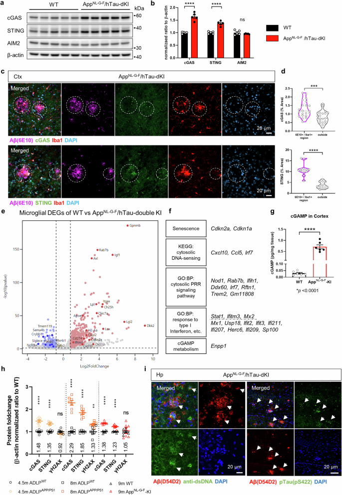 Blockade of STING activation alleviates microglial dysfunction and a broad spectrum of Alzheimer's disease pathologies.