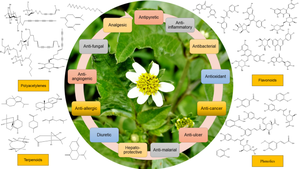 Mechanistic insight into pharmacological effects of secondary metabolites from Bidens pilosa