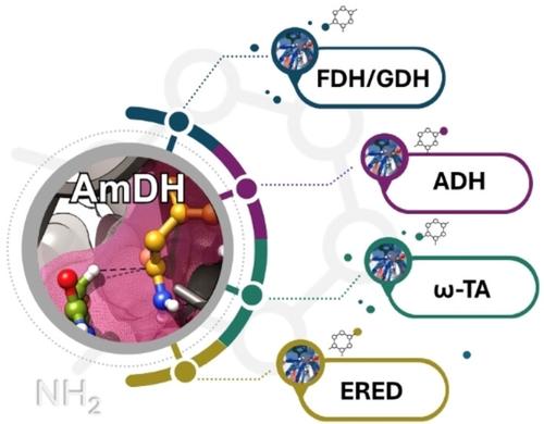 Current Status of Amine Dehydrogenases: From Active Site Architecture to Diverse Applications Across a Broad Substrate Spectrum