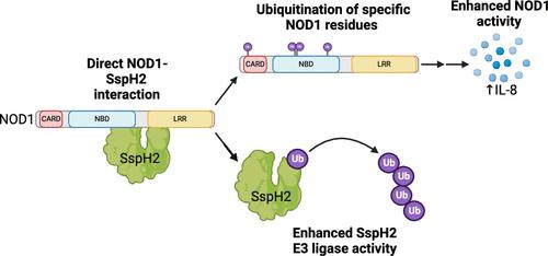 The <i>Salmonella</i> Effector SspH2 Facilitates Spatially Selective Ubiquitination of NOD1 to Enhance Inflammatory Signaling.