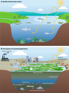 Harmful algal blooms in inland waters