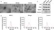 Diagnostic value of microRNA-200 expression in peripheral blood-derived extracellular vesicles in early-stage non-small cell lung cancer.